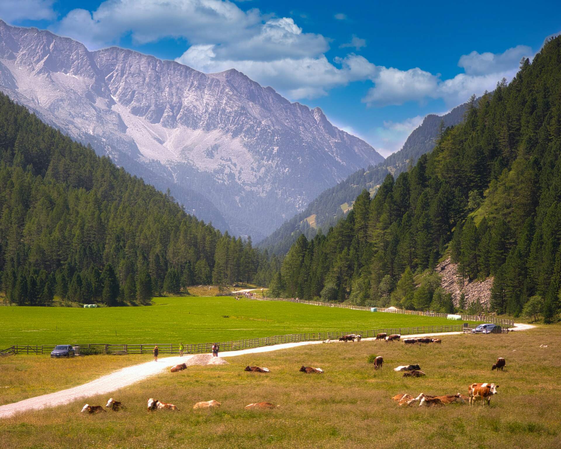 A herd of cows grazing in a green valley with a winding dirt road, backed by forested hills